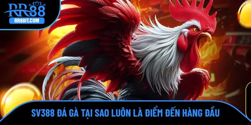 SV388 đá gà là điểm đến ấn tượng khi cược